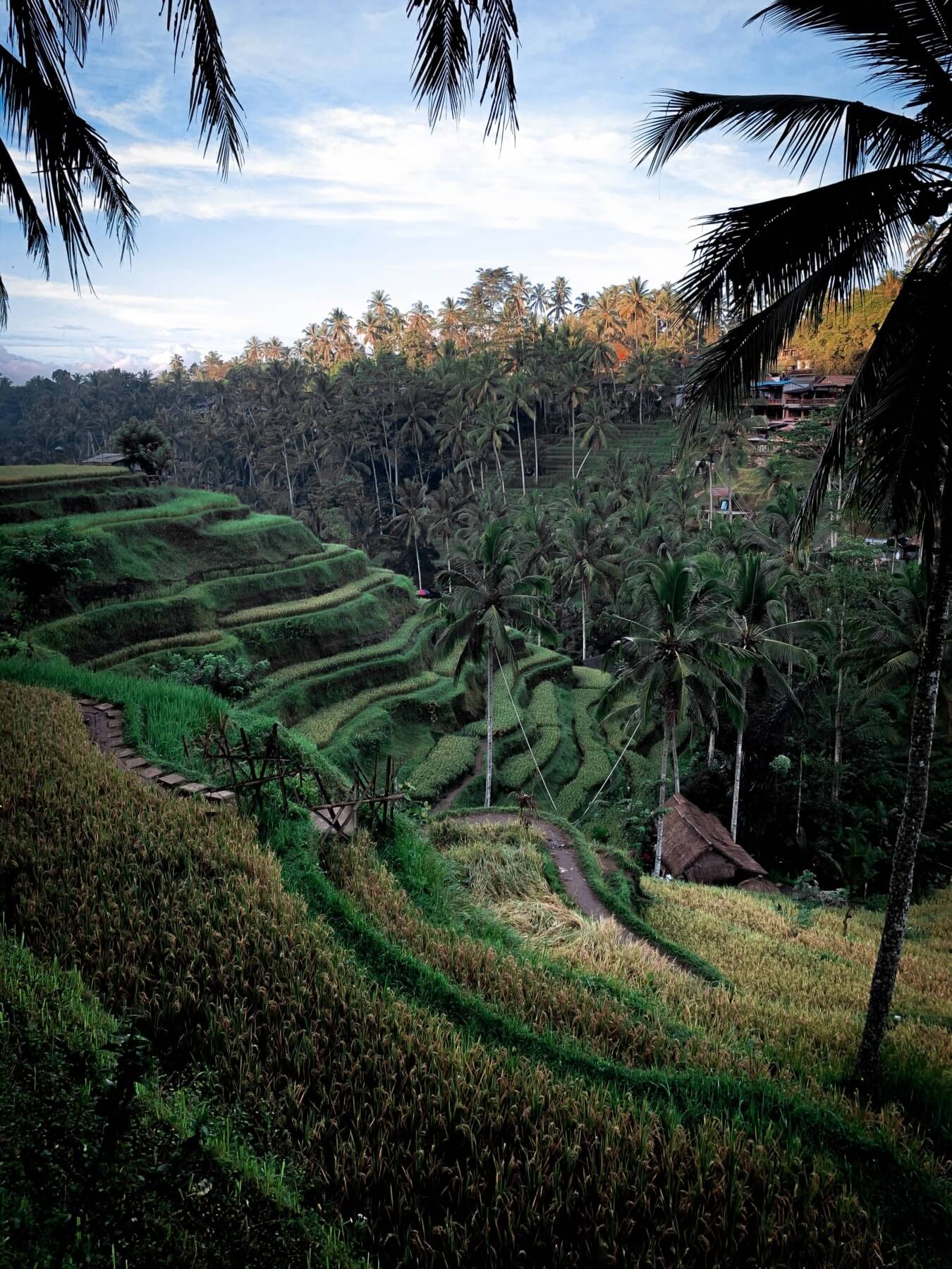 Buitenlandse stage op bali